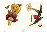 Buy Exotic Fruit at AllPosters.com