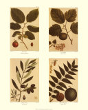 Buy Four Nuts at AllPosters.com