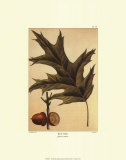 Red Oak