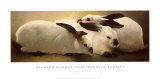 Buy Californian Rabbits at AllPosters.com