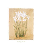 Buy Flower IV at AllPosters.com
