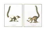 Buy Lemurs at AllPosters.com