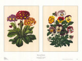 Pansy and Primrose