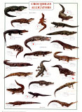 Crocodiles and Alligators
