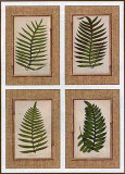 Buy Bamboo and Ferns at AllPosters.com