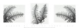 Buy Ferns Trio at AllPosters.com