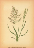 Buy Grasses at AllPosters.com