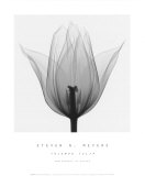 Buy Triumph Tulip at AllPosters.com