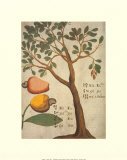 Buy Cashew Tree at AllPosters.com