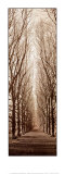 Poplar Trees