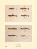 Buy Little Fish at AllPosters.com