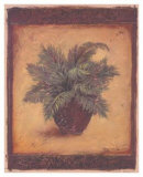 Buy Sago Palm at AllPosters.com