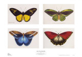 Rain Forest Butterflies