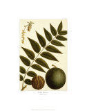 Buy Black Walnut at AllPosters.com