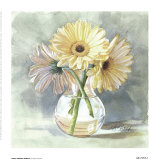 Buy Lemon Sherbert Gerbera at AllPosters.com