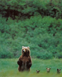 Buy Bears at AllPosters.com