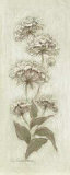 Botanical