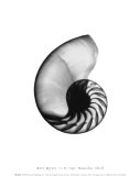 Buy Nautilus Shell at AllPosters.com