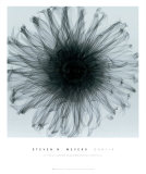 Buy Dahlia at AllPosters.com