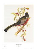 Buy South American Bird I at AllPosters.com