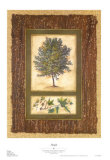 Buy Maple at AllPosters.com