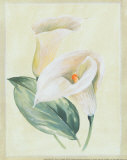 Buy Calla Lily I at AllPosters.com