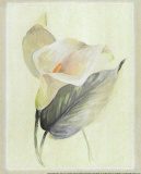 Buy Calla Lily III at AllPosters.com
