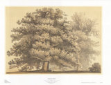 Buy American Oak at AllPosters.com