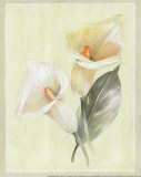 Buy Calla Lily IV at AllPosters.com