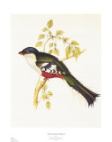Buy South American Bird II at AllPosters.com