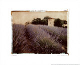 Buy Lavender at AllPosters.com