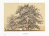 Buy American Sycamore at AllPosters.com