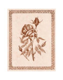 Buy Sepia Rose II at AllPosters.com