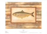 Buy Shad at AllPosters.com