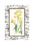 Buy Jonquil and Narcissus II at AllPosters.com