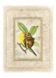Buy Cuban Species I at AllPosters.com