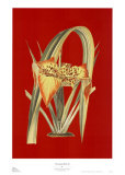 Buy Honolulu Retro II at AllPosters.com