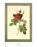 Buy Grandiflora II at AllPosters.com