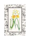 Buy Jonquil and Narcissus I at AllPosters.com