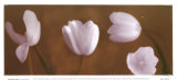 Illuminating Tulips IV
