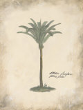 Buy Fibres Palm at AllPosters.com