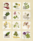 Buy Kent Garden Fragments at AllPosters.com