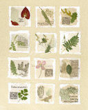 Buy Surrey Garden Fragments at AllPosters.com