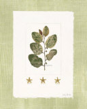 Buy Starfish Botanical IV at AllPosters.com