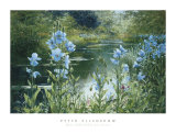 Blue Poppies