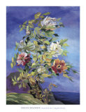 Buy Peonies by the Sea at AllPosters.com