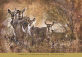 Buy African Savannah I at AllPosters.com