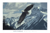 Wings over Winter