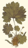 Buy Gunnera II at AllPosters.com
