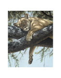 Buy Lake Manyara Lioness at AllPosters.com